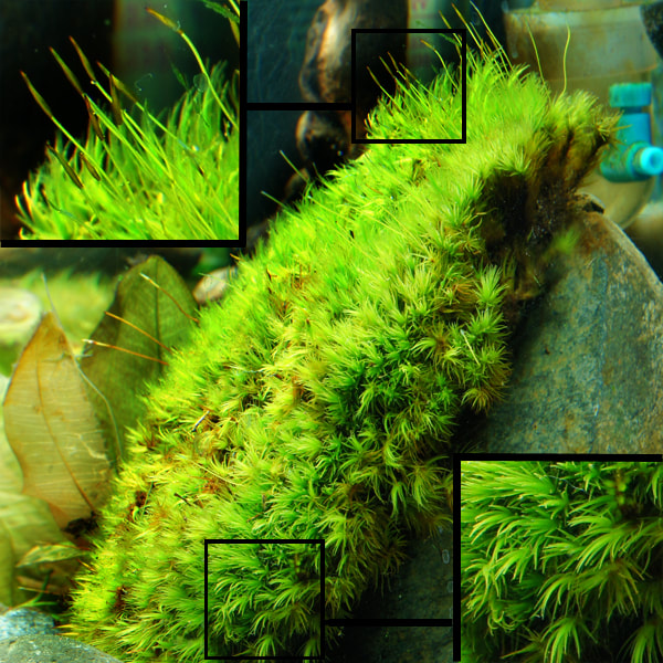 Zoomed Frog Moss