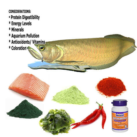 https://www.americanaquariumproducts.com/uploads/1/4/4/7/144701674/published/fish-food-requirements.jpg?1686936978